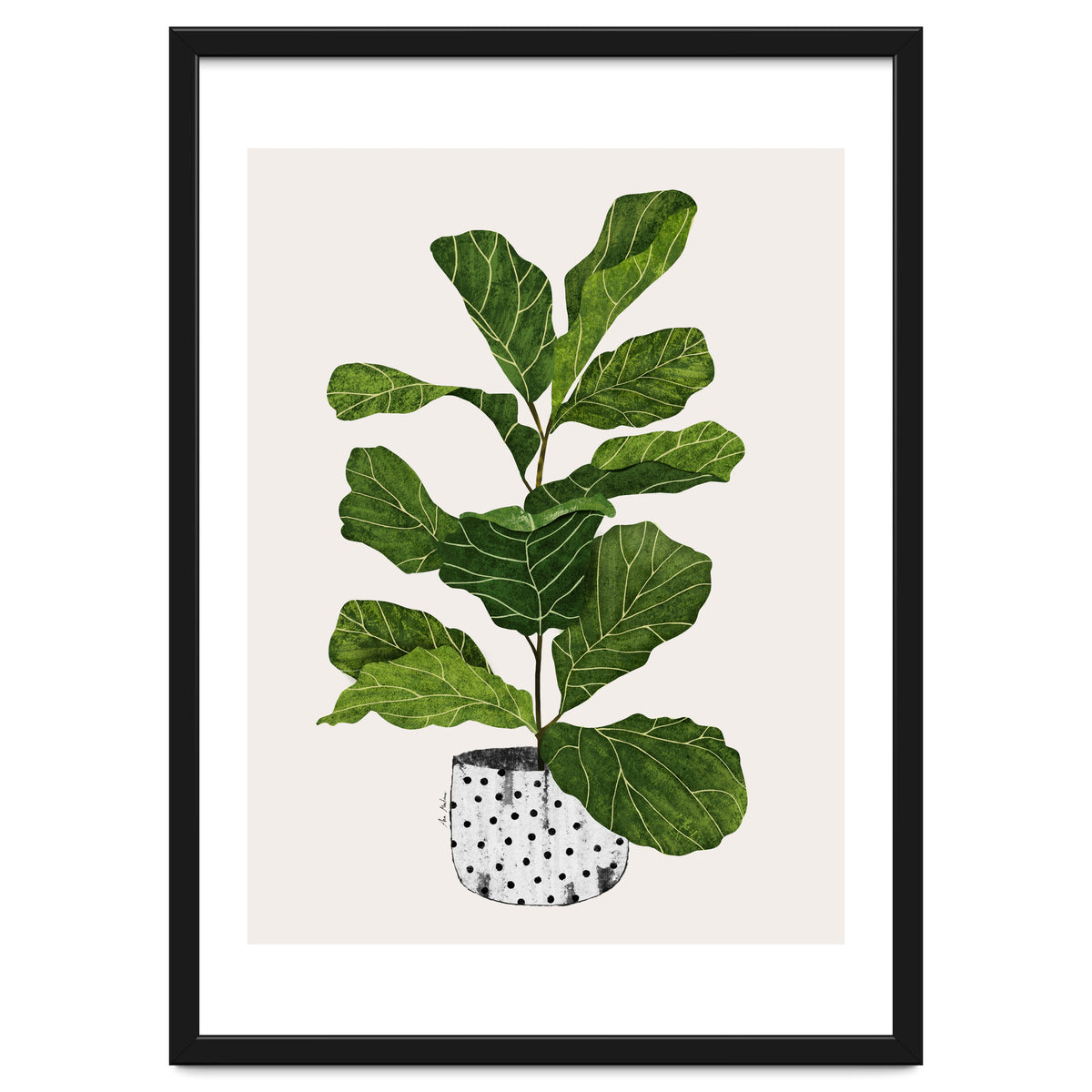 Fiddle Leaf Fig Tree Plant