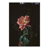 Romantic (Print Only) thumbnail