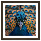 Close Up Peacock Head And Eye With Feathers thumbnail