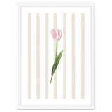 Single Tulip thumbnail