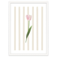 Single Tulip