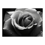 Ethereal Monochromatic Rose Petal Macro (Print Only) thumbnail