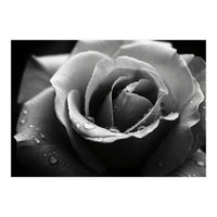 Ethereal Monochromatic Rose Petal Macro (Print Only)