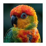 Sun Conure Parrot Close Up Eye  (Print Only) thumbnail
