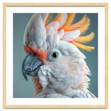 Salmon Crested Cockatoo Close Up Portrait thumbnail