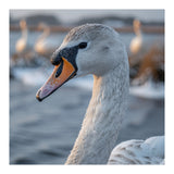 Majestic Swan Portrait In Snowy Waters (Print Only) thumbnail