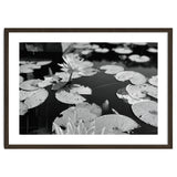 Lotus Pond | Black & White Landscape thumbnail