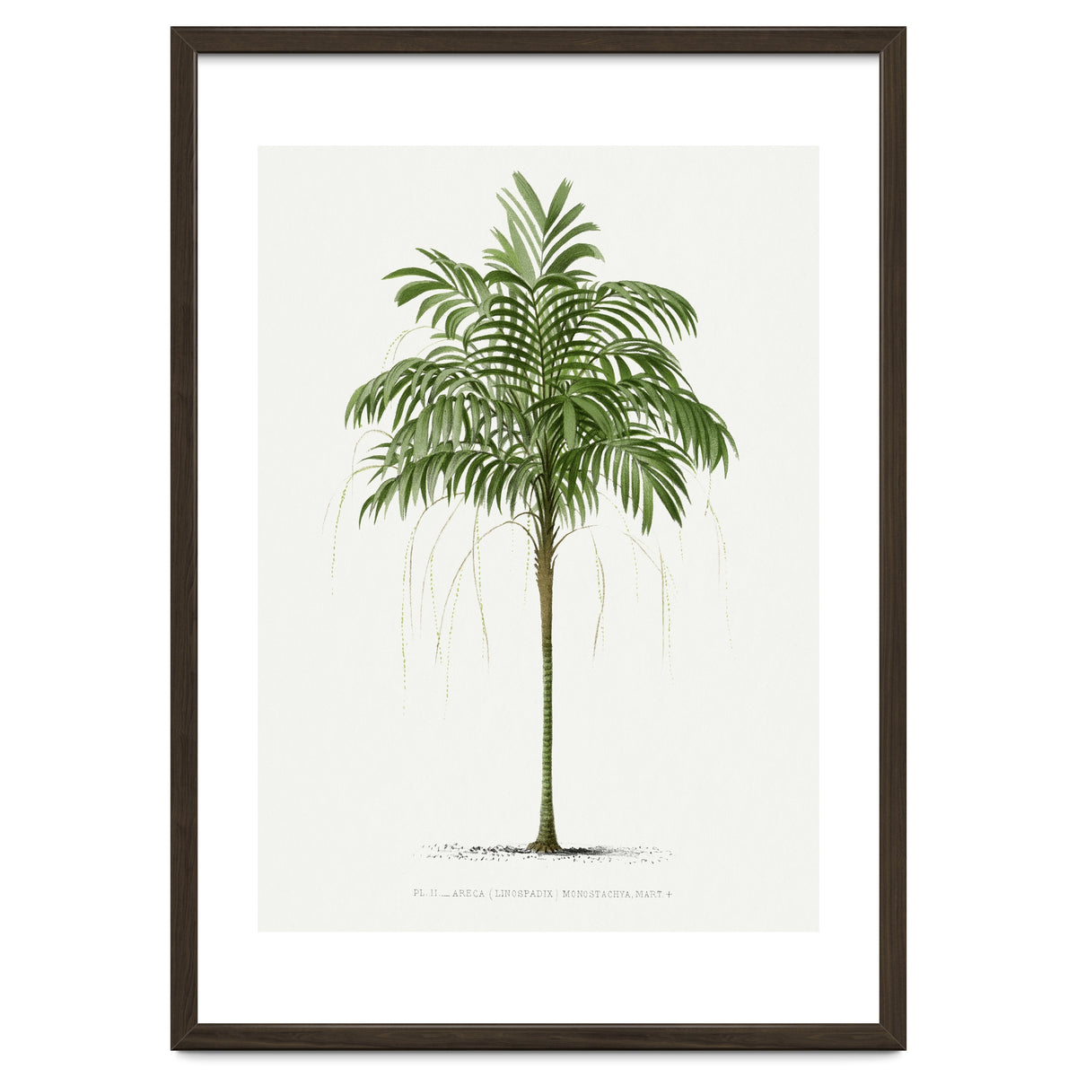 Oswald de Kerchove de Denterghem – Vintage Palm Tree Illustration (1878)