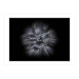 Backyard Flowers In Black And White No 66 Flow Version (Print Only) thumbnail