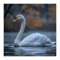 Swan Floating Gracefully On Water In Autumn (Print Only)