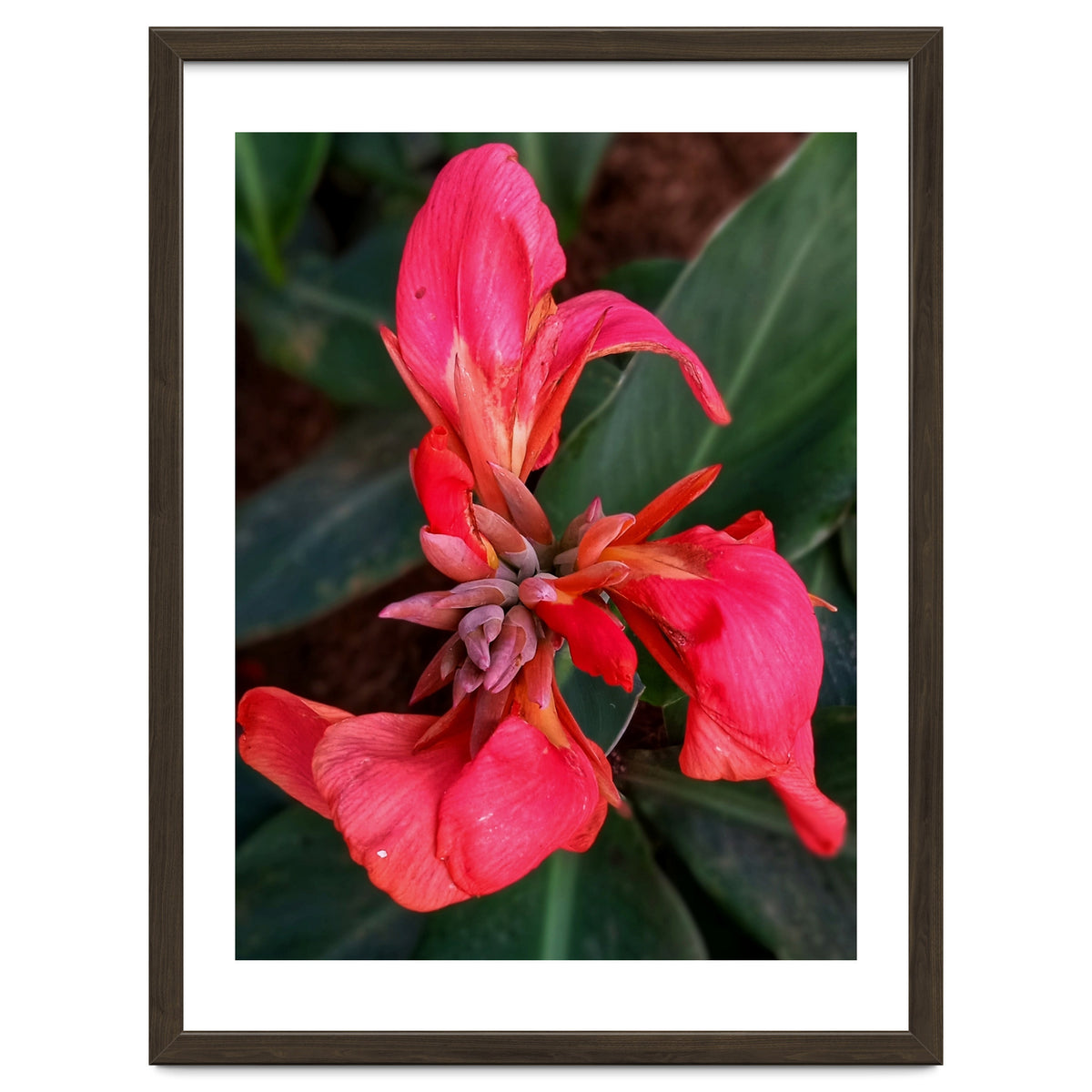 Red Indian Shot Flower