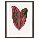 Alexander Francis Lydon & Benjamin Fawsett – Pink Dracaena Terminalis Leaf (1865) thumbnail