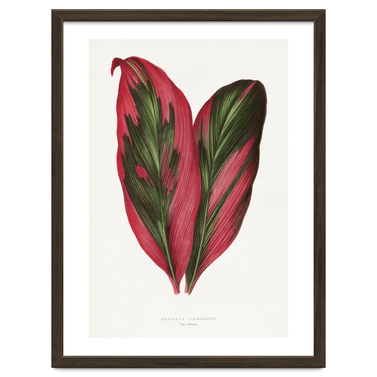 Alexander Francis Lydon & Benjamin Fawsett – Pink Dracaena Terminalis Leaf (1865)