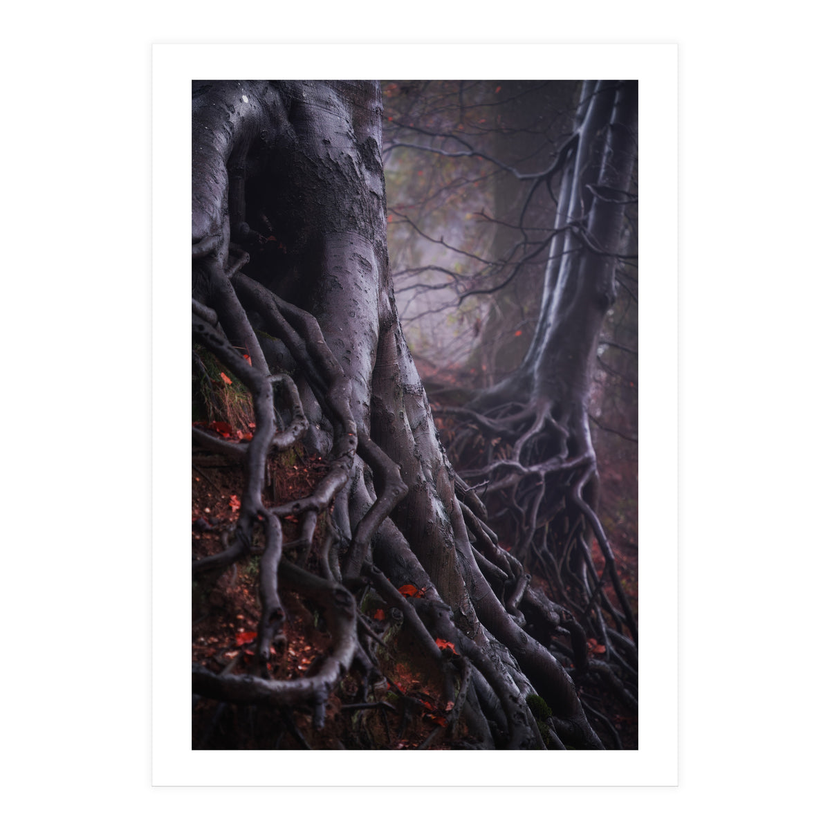 Tree roots (Print Only)