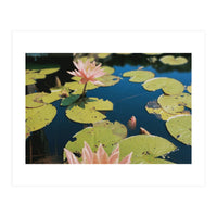 Lotus Pond | Landscape (Print Only)