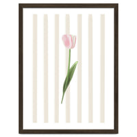 Single Tulip