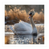 Majestic Swan On Calm Water During Sunset Nature Scene (Print Only) thumbnail