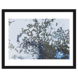 Coral Rising thumbnail