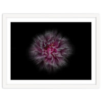 Backyard Flowers No 116 Color Flow Version