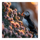 Puffin Bird On Rocks Near Pink Flowers At Sunset (Print Only) thumbnail