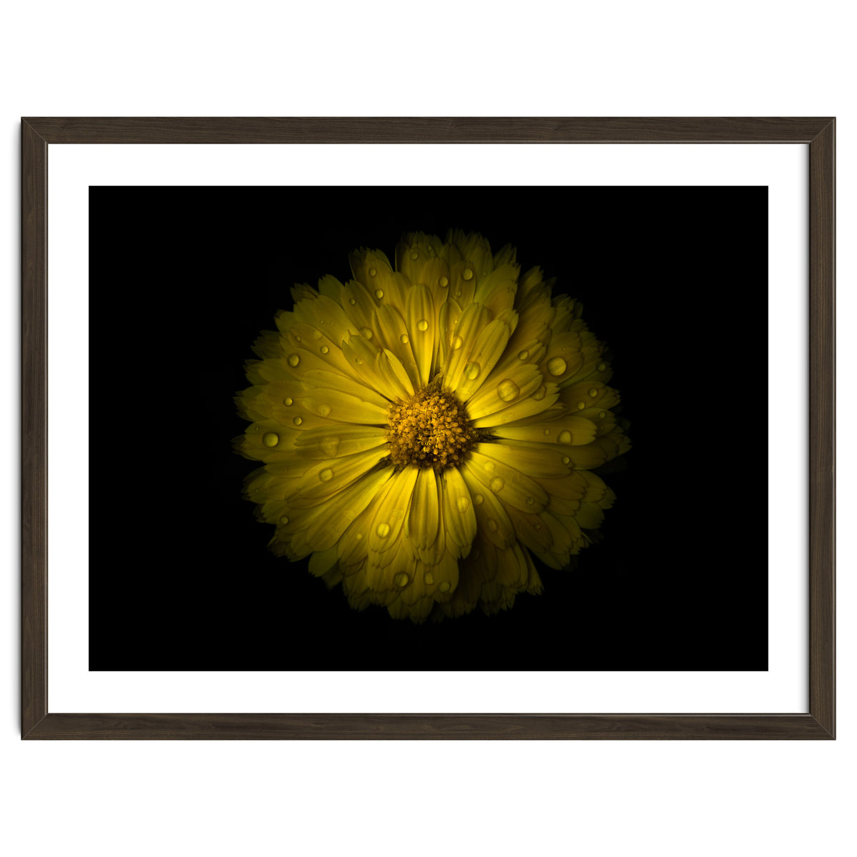 Backyard Flowers No 10 Color Version