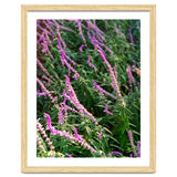 Lavender Flowers thumbnail