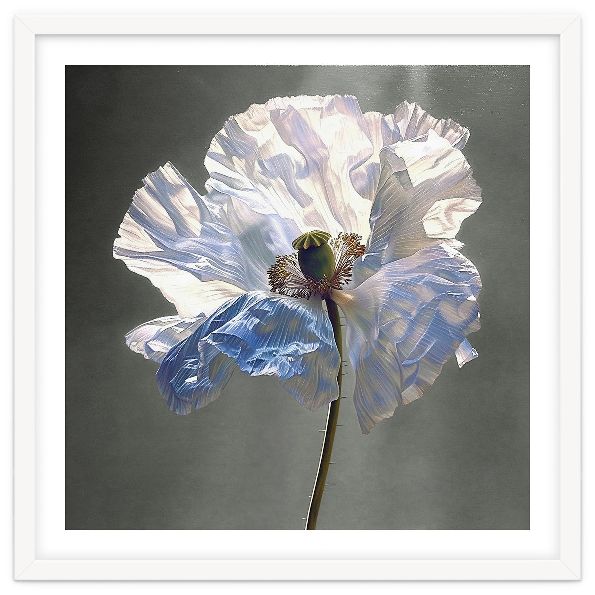 Shirley Poppy | Morning Silk