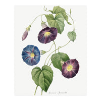 Pierre-Joseph Redouté & Henry Joseph Redouté – Star-Glory Morning-Glory (1827) (Print Only)