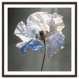 Shirley Poppy | Morning Silk thumbnail