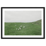 A flock of Sheep in the Green Hill - Iceland thumbnail