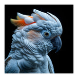 Close Up Of A Cockatoo Parrot Head (Print Only) thumbnail