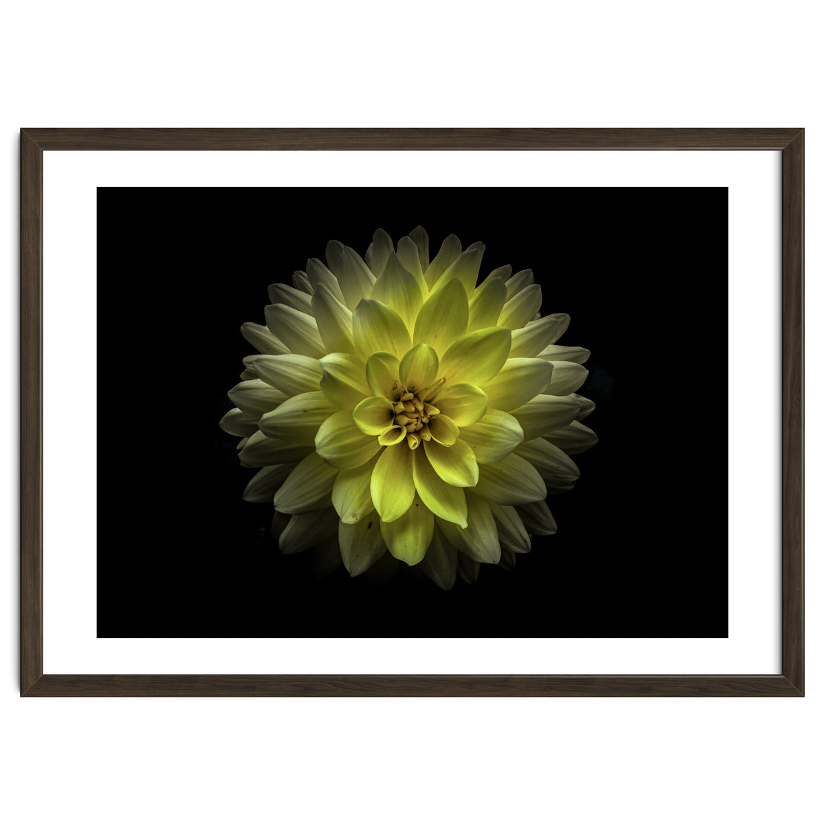 Backyard Flowers No 128 Color Version