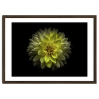 Backyard Flowers No 128 Color Version