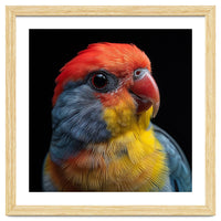 Close Up Colorful Parrot Portrait Vivid Plumage