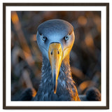 Great Blue Heron Closeup Dramatic Portrait thumbnail