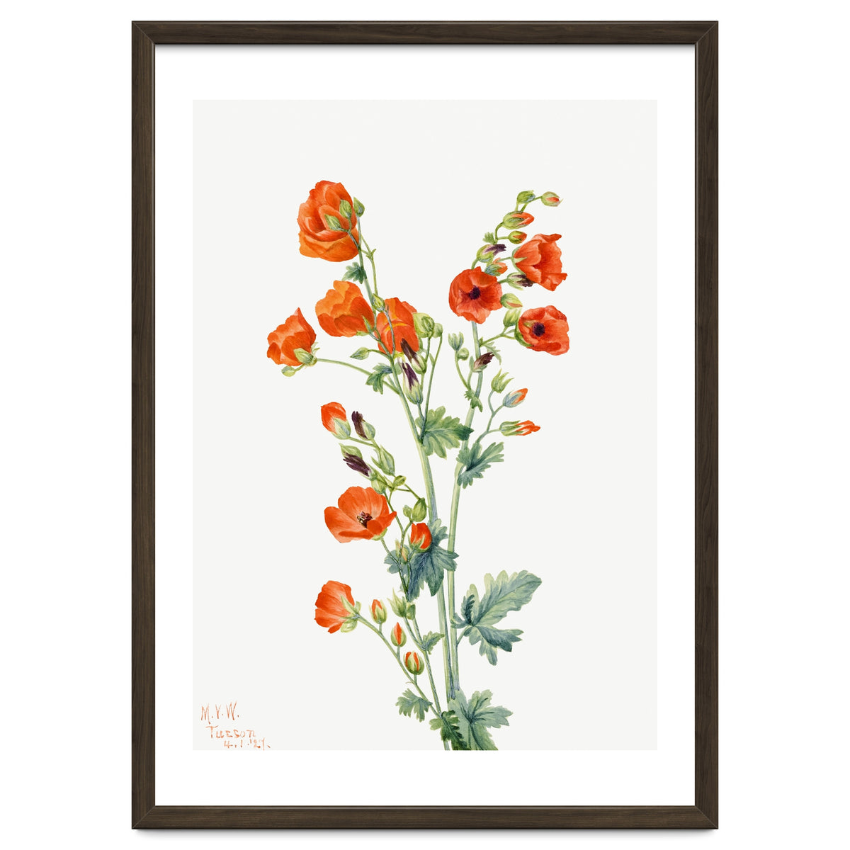 Mary Vaux Walcott – Scarlet Globe Mallow (Sphaeralcea grossulariaefolia) (1927)