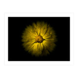 Backyard Flowers No 10 Color Flow Version (Print Only) thumbnail