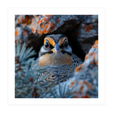 Close Up Falcon Eye Detail In Nest (Print Only) thumbnail
