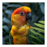 Close Up Of A Colorful Sun Conure Parrot (Print Only) thumbnail