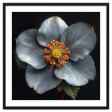 Hellebore | Silver Magic thumbnail
