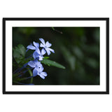 BLOSSOM. thumbnail