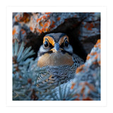 Close Up Falcon Eye Detail In Nest (Print Only) thumbnail
