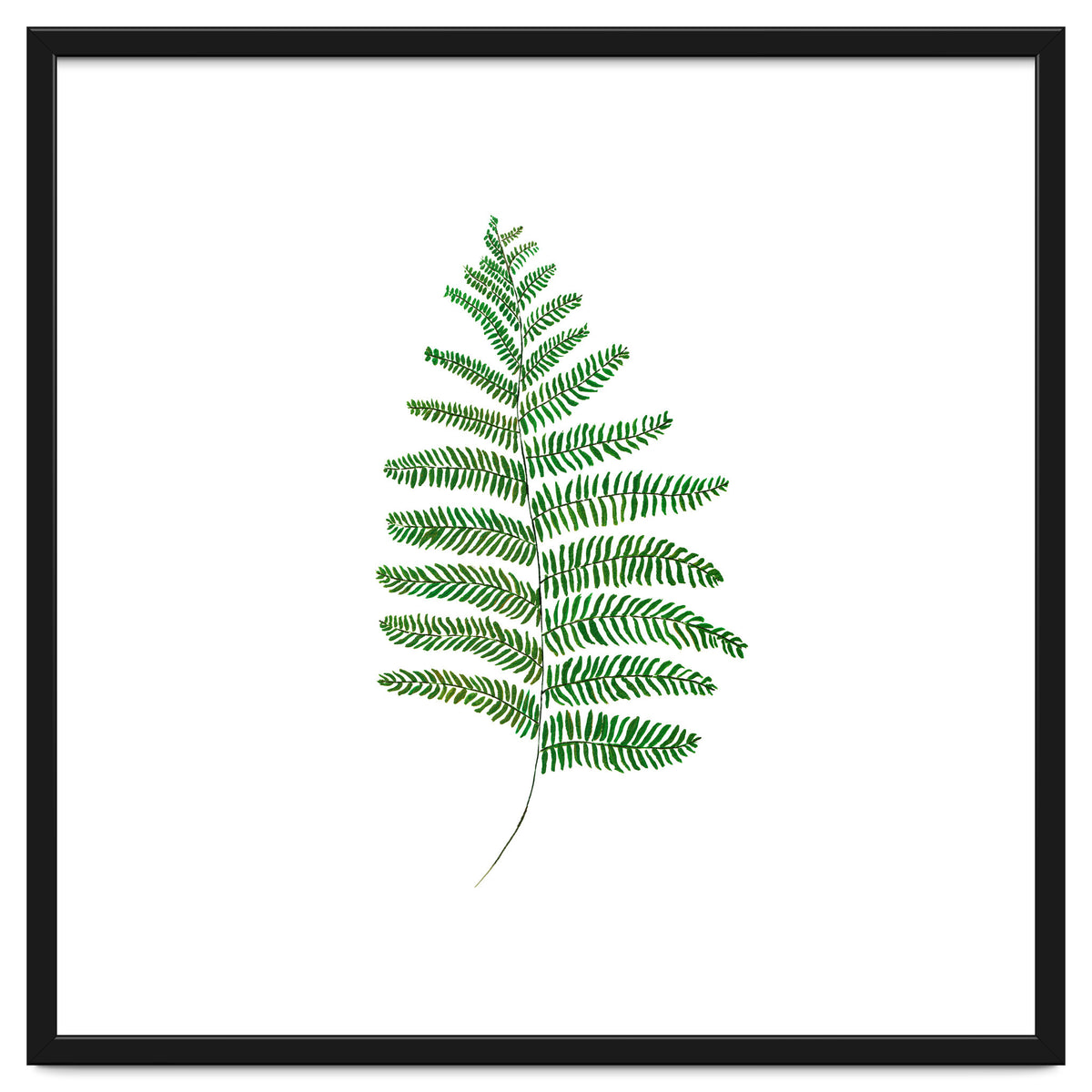 Fern