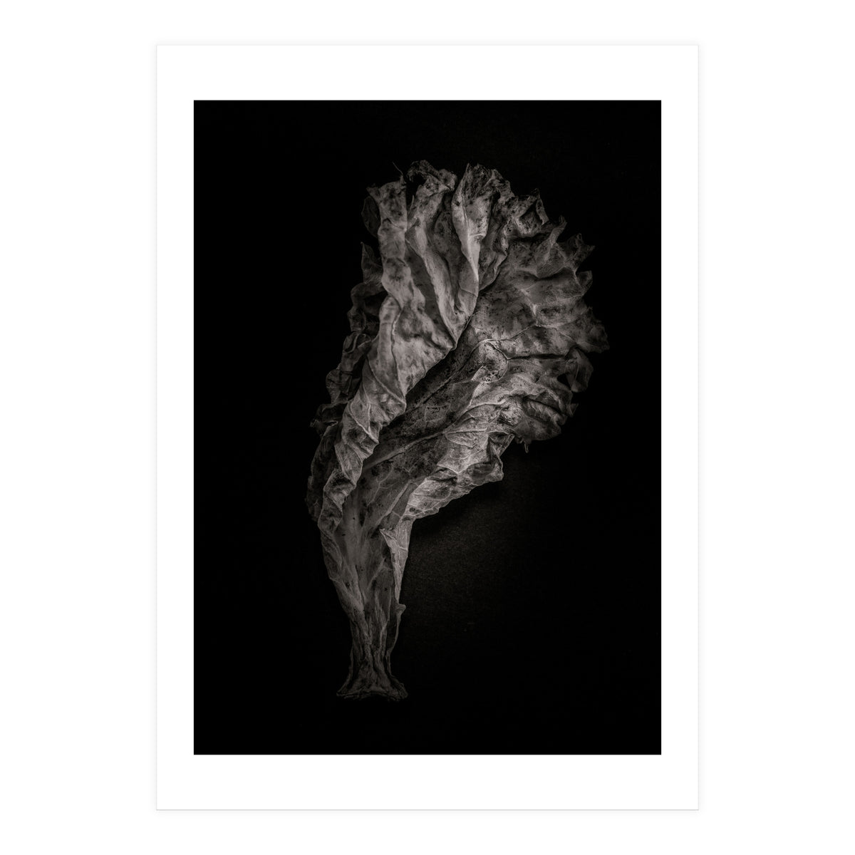 Leaves No 9 (Print Only)