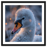 Close Up Frosty Swan Head During Golden Hour thumbnail