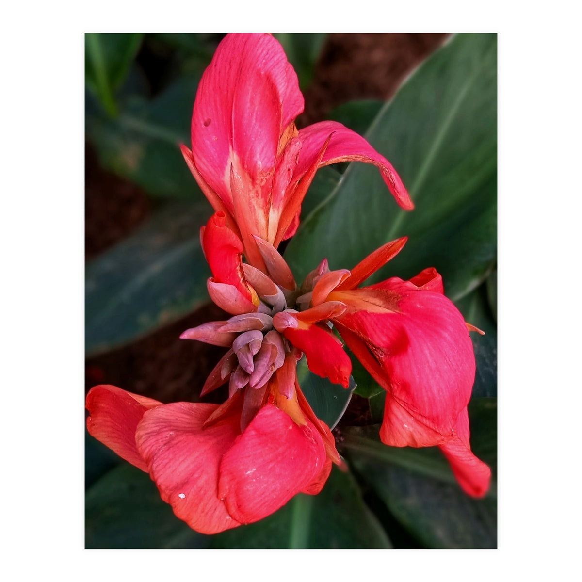 Red Indian Shot Flower (Print Only)