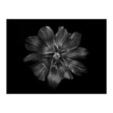 Backyard Flowers In Black And White 22 (Print Only) thumbnail