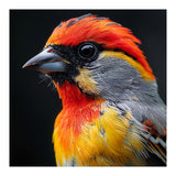 Close Up Of Colorful Bird With Red Orange Yellow Feathers (Print Only) thumbnail