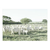 LIVING TOGETHER - WHITE COWS FAMILY (Print Only) thumbnail