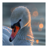 Close Up Of A Swan With Water Droplets (Print Only) thumbnail